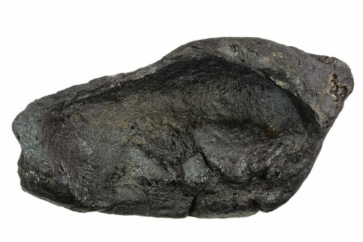 Large, Fossil Whale Ear Bone - Miocene #130248